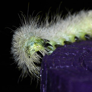 Caterpillar guarding a post